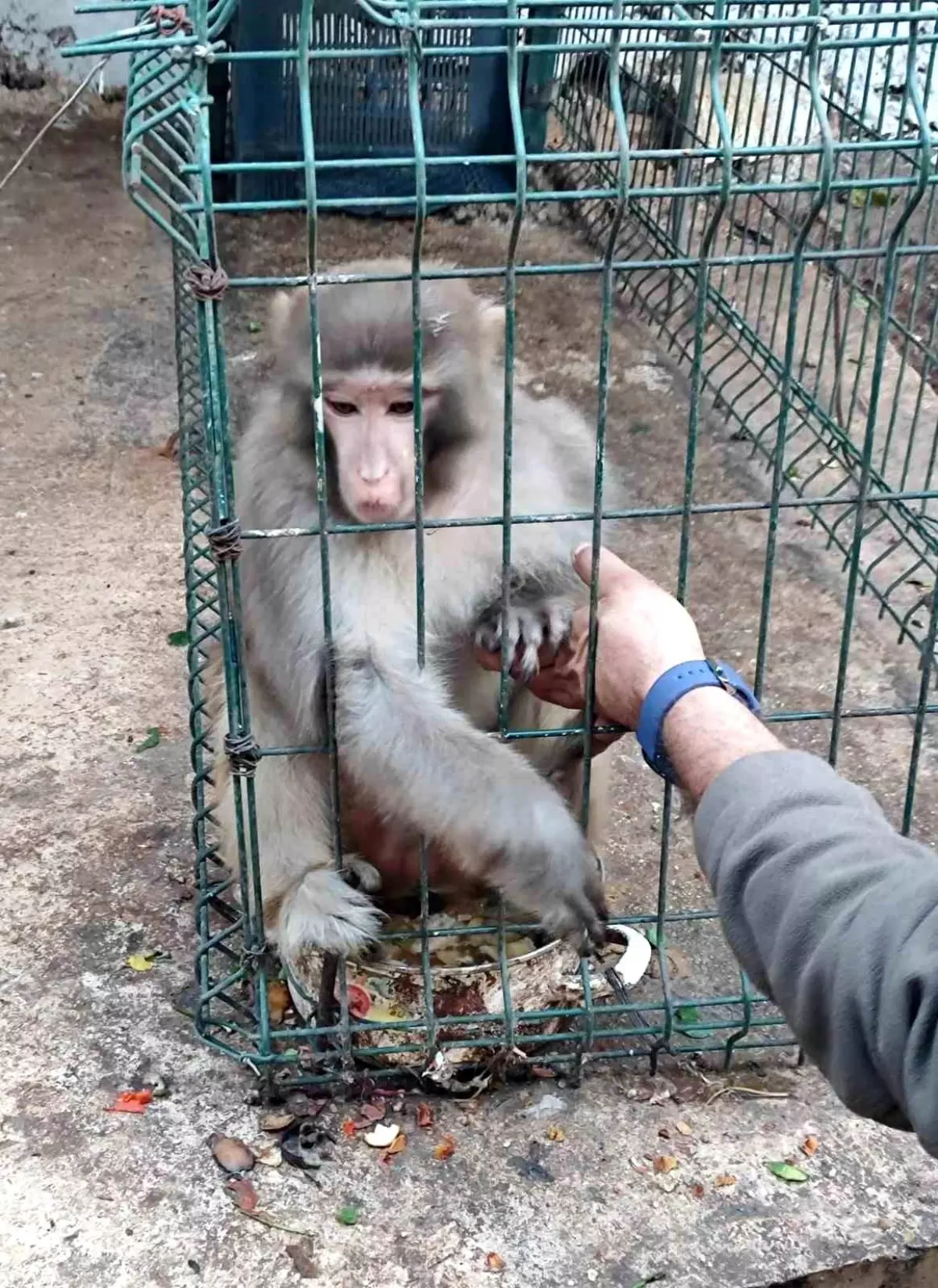 Antalya’da İzinsiz Rhesus Maymunu Ele Geçirildi